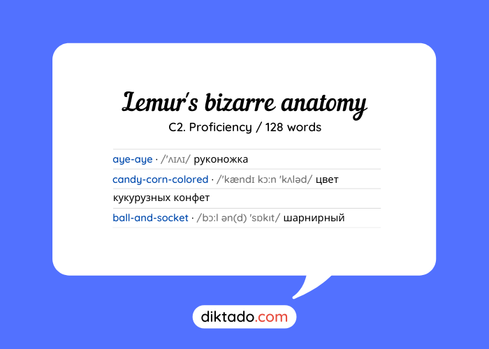 Lemur's bizarre anatomy