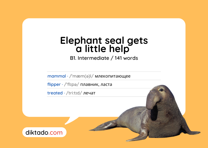 Elephant Seal Gets a Little Help